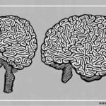 NeuroSonography Programs