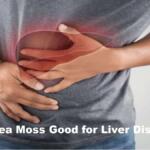 Is Sea Moss Good for Fatty Liver