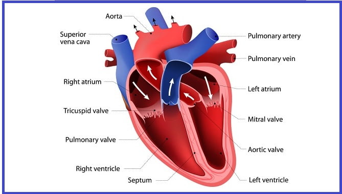 Diagnosing Structural Heart Disease