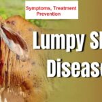 Lumpy Skin Disease in Cattle [LSD]– Symptoms, Treatment & Prevention