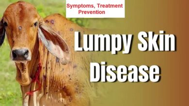 Lumpy Skin Disease in Cattle [LSD]– Symptoms, Treatment & Prevention