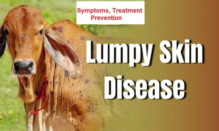 Lumpy Skin Disease in Cattle [LSD]– Symptoms, Treatment & Prevention